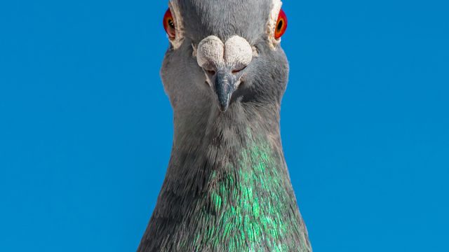 A,Racing,Pigeon,Poses,In,Front,Of,The,Lens,Of