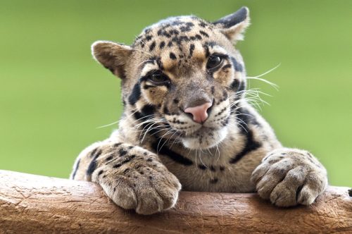 clouded leopard resting on branch