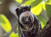emperor tamarin monkey