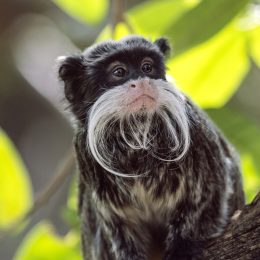 emperor tamarin monkey
