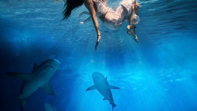 Shark,Attack, ,Sharks,Closing,In,On,An,Unsuspecting,Woman