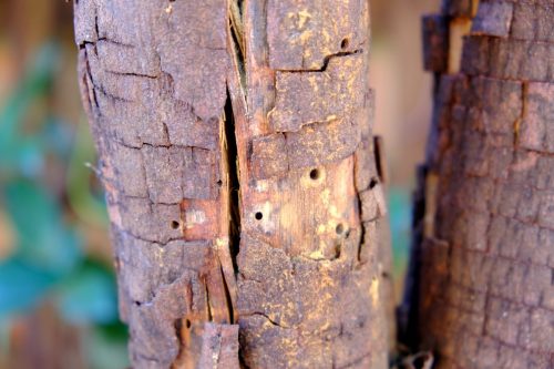 holes in tree bark