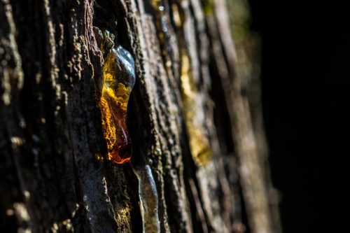 sap oozing from tree bark
