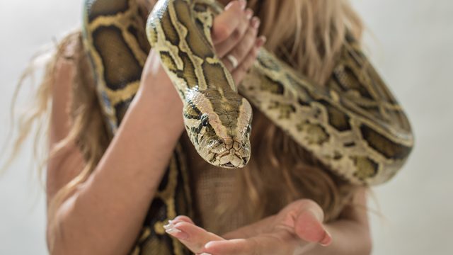 Boa Constrictor,On,Hands