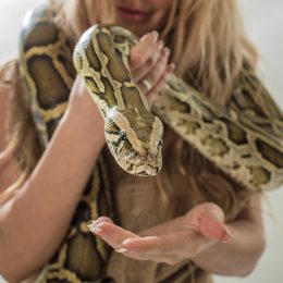 Woman Tries to Sneak 4-Foot "Emotional Support" Boa Constrictor Onto a Plane at Florida Airport