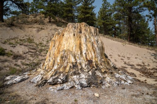 big stump at florissant fossil beds national monument
