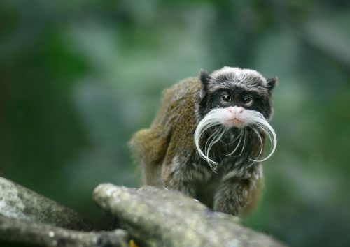 emperor tamarin monkey on branch