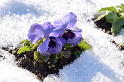 pansy flower in snow