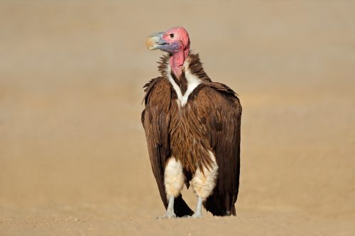 lappet-faced-vulture