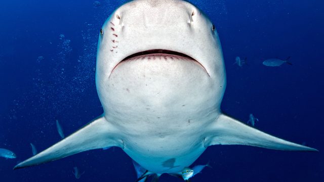 Bull,Shark,Ready,To,Attack,In,The,Blue,Ocean,Background