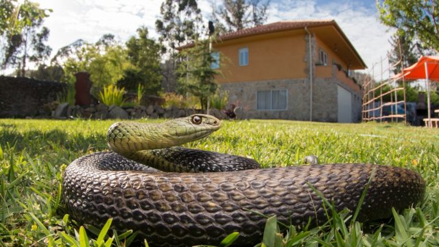 Large male bastard snake (Malpolon monspessulanus) in a rural environment, where it cohabits with humans, helping to control rodents.
