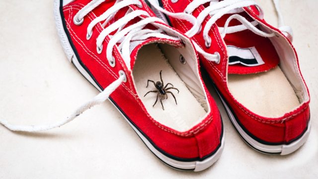 Brown spider inside a child's sneakers.