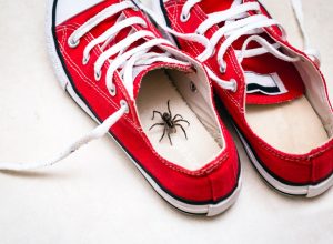 Brown spider inside a child's sneakers.
