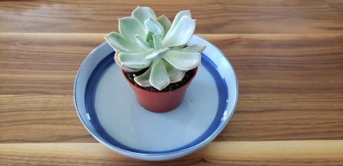A light-green succulent on a blue bowl-plate bottom watering.