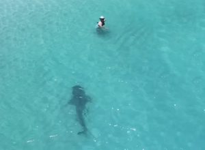 Heart-Stopping Moment Tiger Shark Lurks Feet Away From Clueless Beachgoers Swimming in Shallow Waters