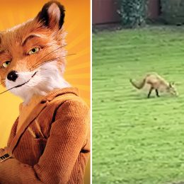 Bizarre Moment Two-Legged Fox Walks Through Couple's Garden "Bolt Upright Like a Human"