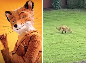 Bizarre Moment Two-Legged Fox Walks Through Couple's Garden "Bolt Upright Like a Human"