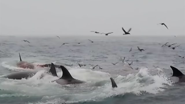 Whale attack 6