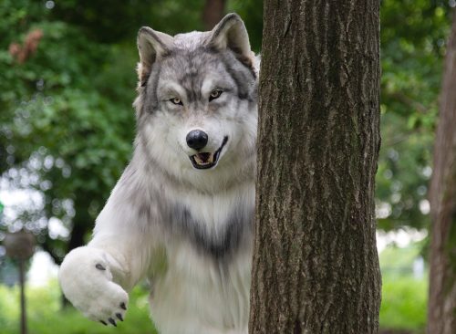 Man Spends $22,000 on Super-Realistic Full-Size Wolf Suit