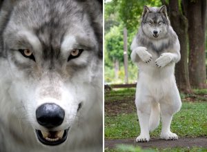 Man Spends $22,000 on Super-Realistic Full-Size Wolf Suit To Fulfill His Childhood Dream of Being an Animal