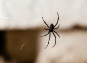 Black Widow Spider on a web