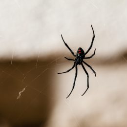 Black Widow Spider on a web