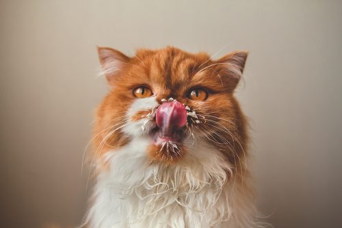 cat licking milk off its face