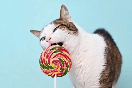 cat licking a lollipop