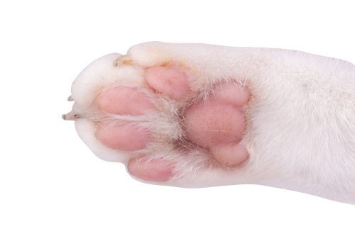 close-up of cat foot pad