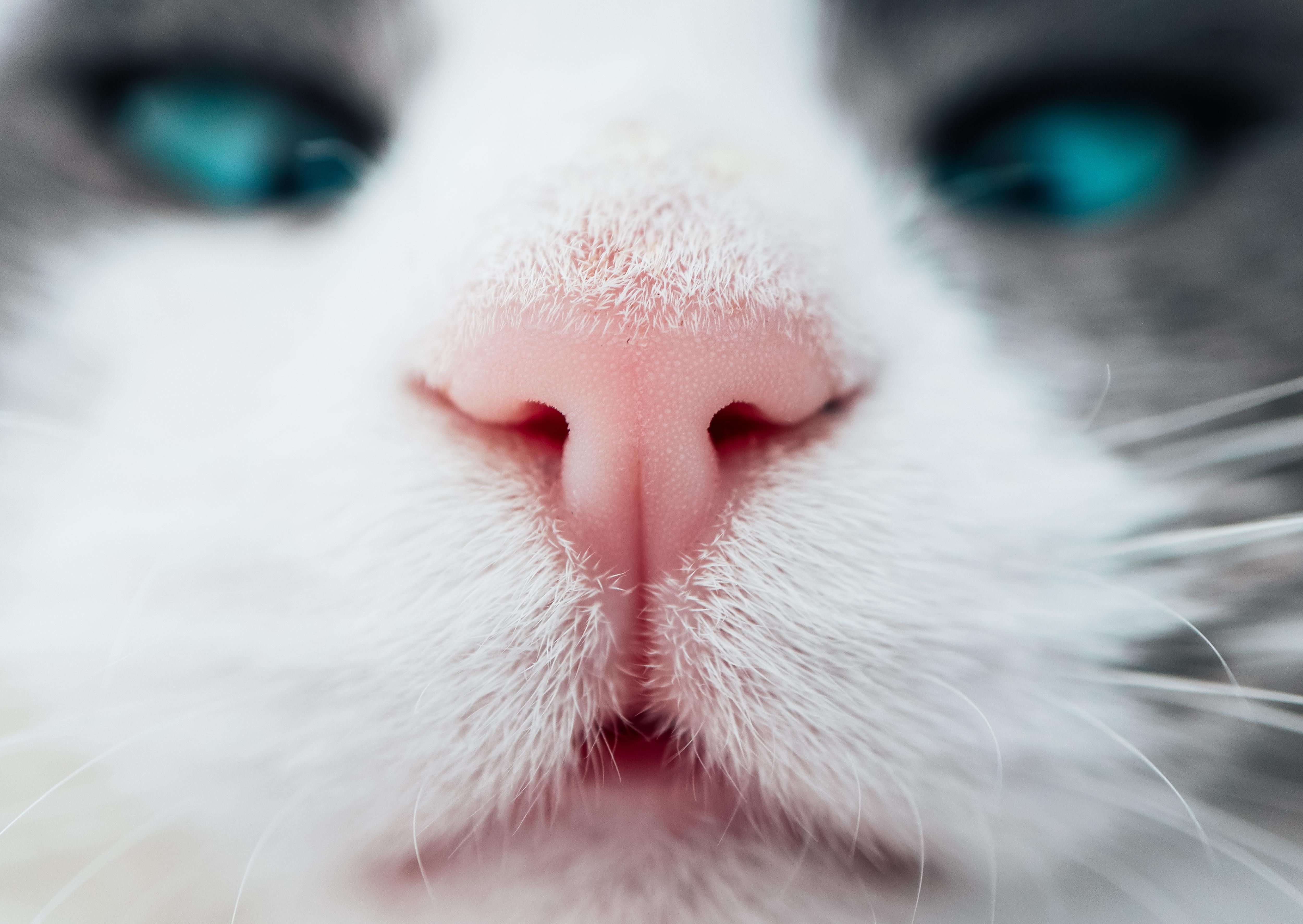 close up of a cat's nose