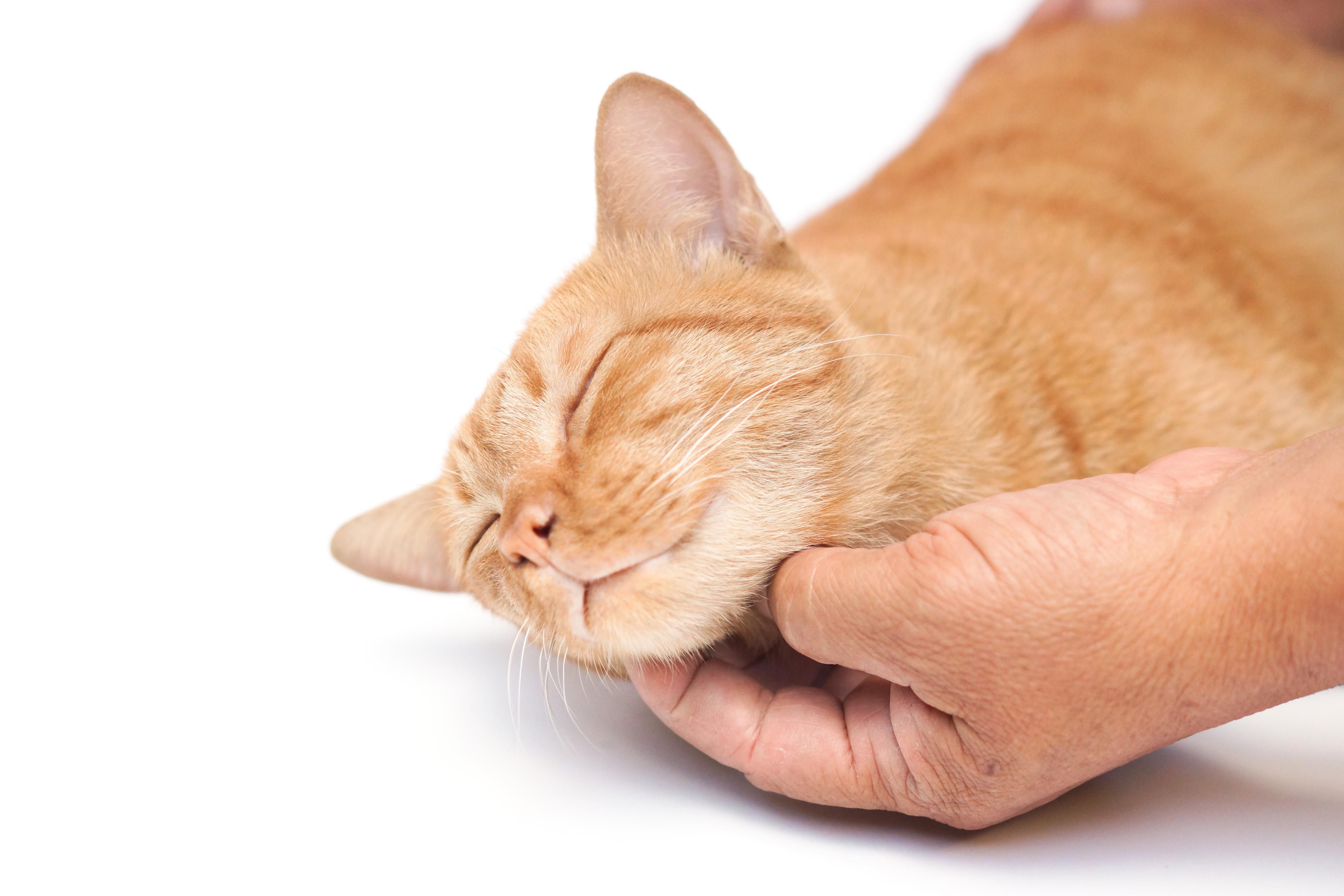 cat being pet and purring