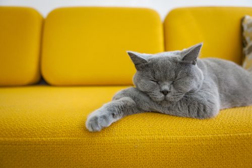 gray cat sleeping on yellow couch