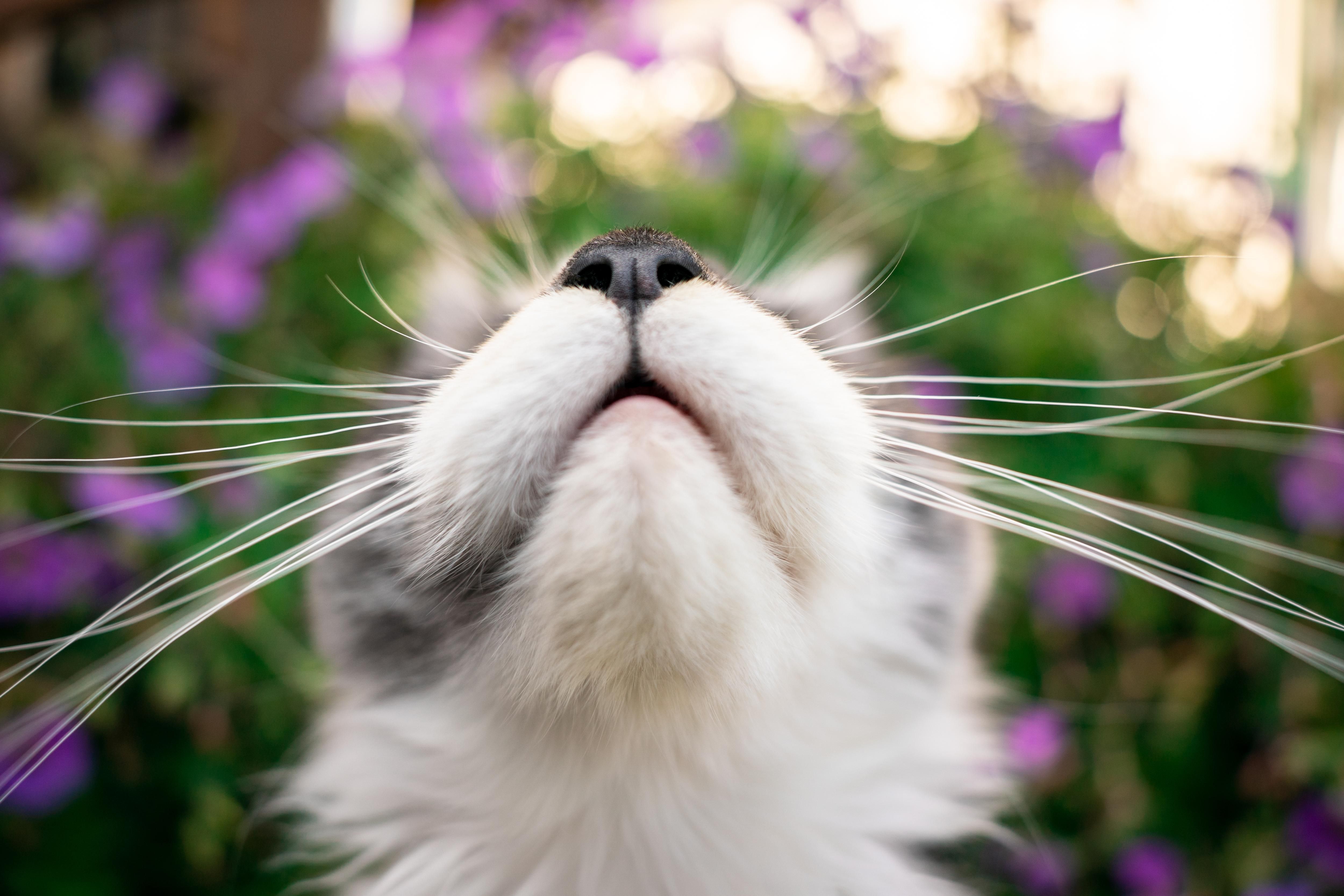 Tips to Help Keep Your Cat's Brain Sharp - Vetstreet