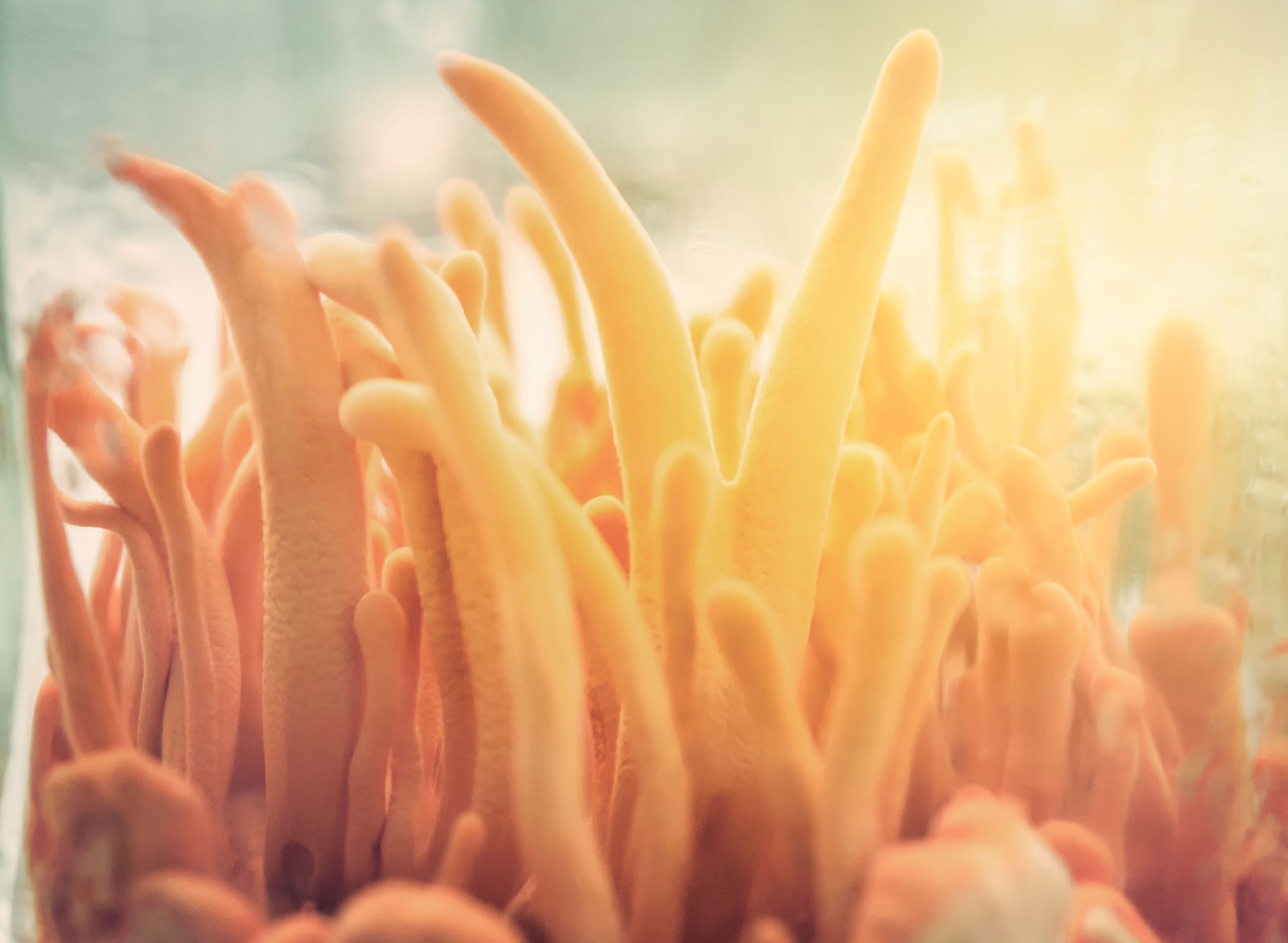 Zombie Fungus From "The Last of Us" Is Real, Scientists Say