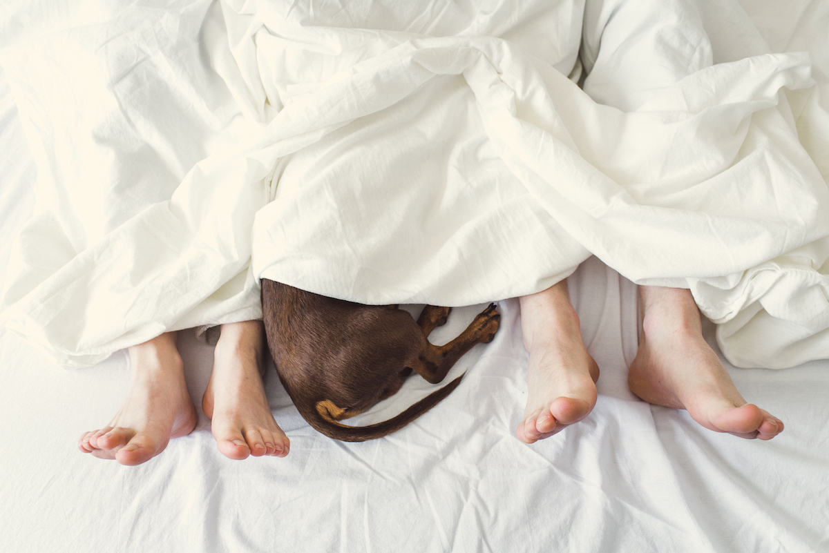 Feet of a man and a woman and a dog's paw under a blanket