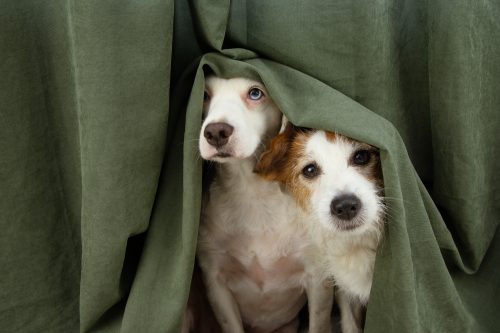 dogs hiding under blankets from the storm