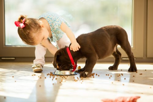 dog with toddler making a mess