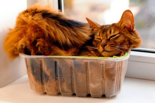 cat contorted into weird position, resting in a small container