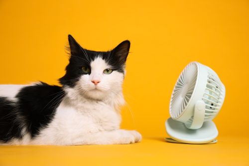 cat sitting in front of a fan