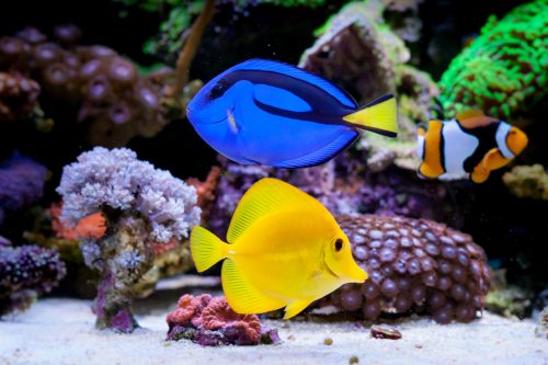 fish tank full of colorful tropical fish close-up
