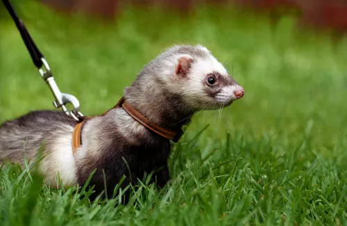 Ferret on a lead in grass