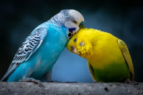 Two cute cuddling budgies perched on branch with blue background as symbol of love and affection