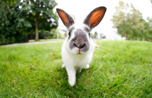 cute rabbit with big ears looking at camera