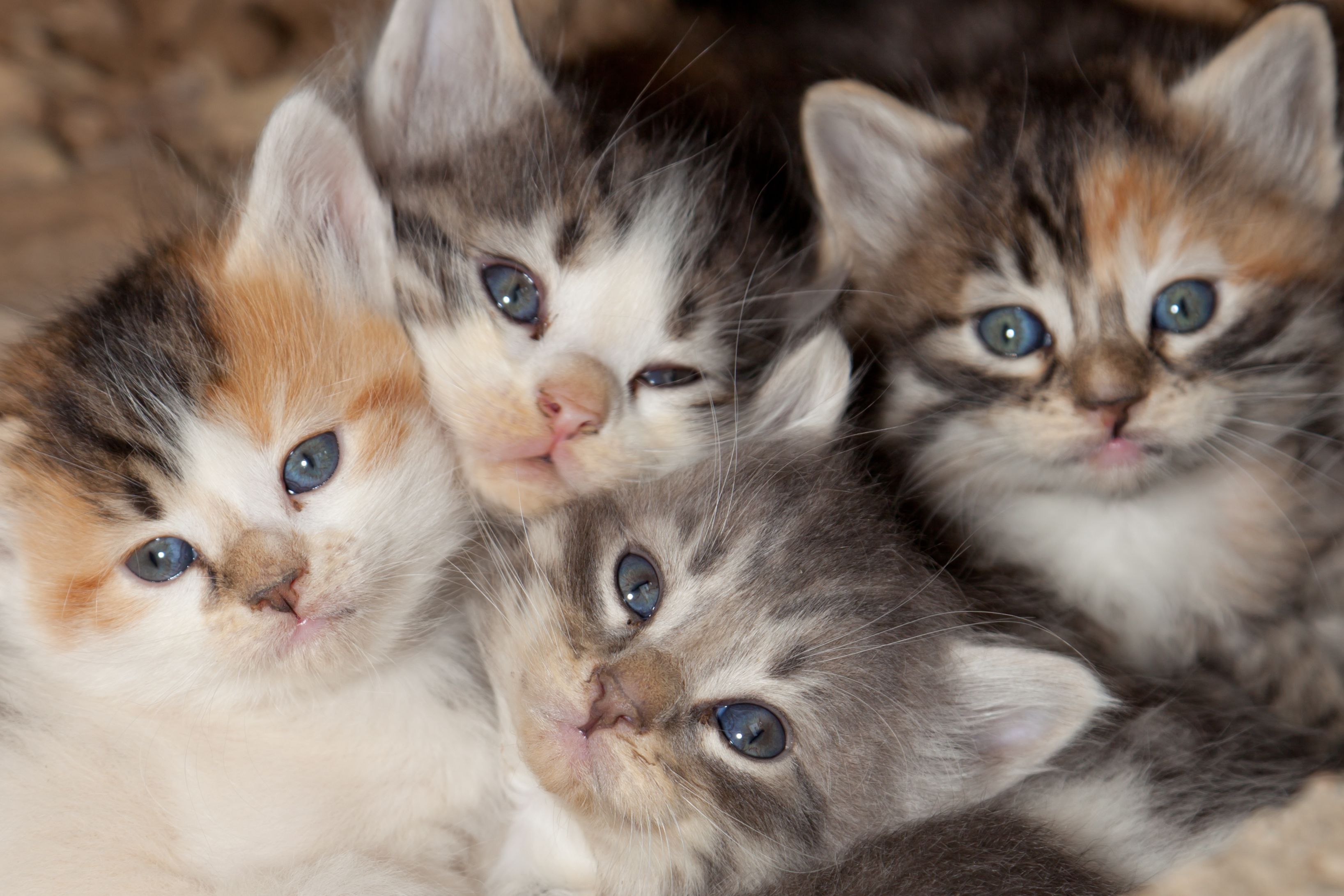 group of kittens