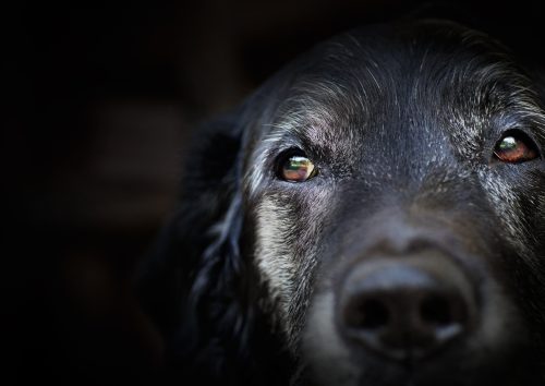 close up of an old dog
