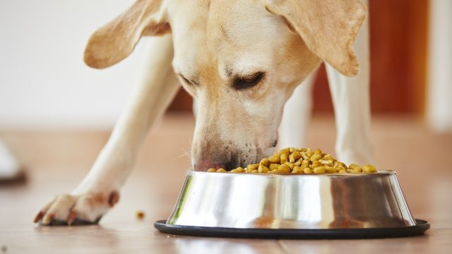 A close up of a Yellow Labrador eating dry dog food out of a bowl