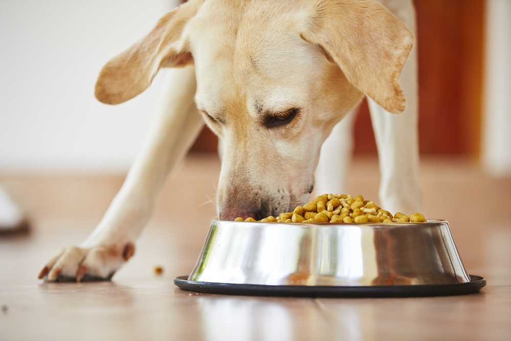 A close up of a Yellow Labrador eating dry dog food out of a bowl