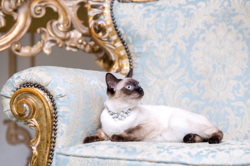 rich cat with diamond collar resting on fancy couch