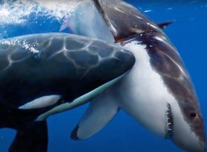 Killer Whale Pair Kills 17 Sharks in a Single Day and Eats Only Their Livers