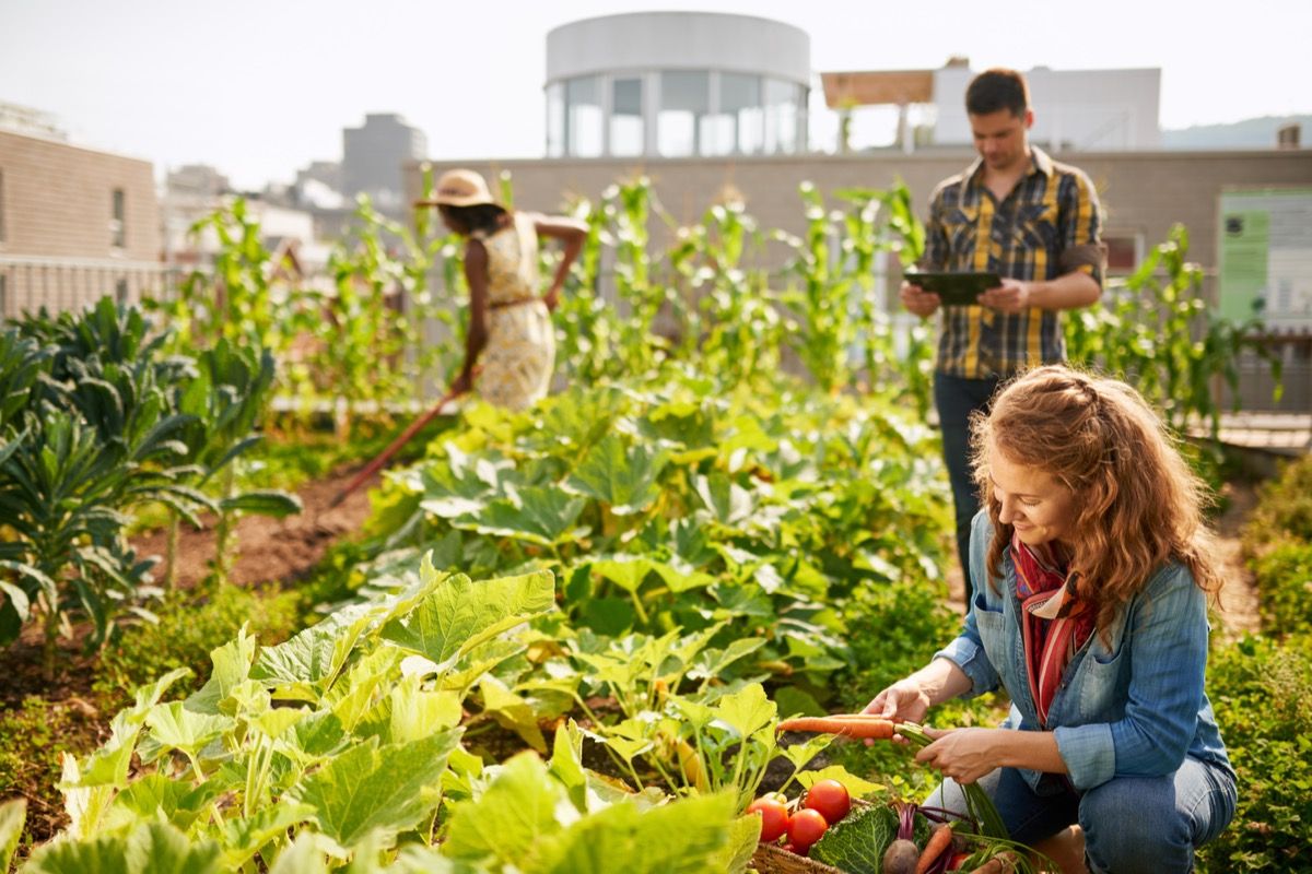 working in community garden